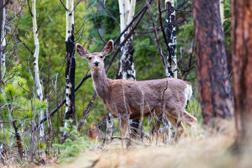 Wilderness Mule Deer