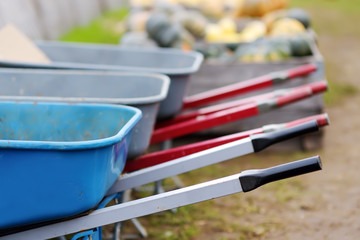 Row of wheelbarrows ready for the harvesting on pumpkin farm at autumn.