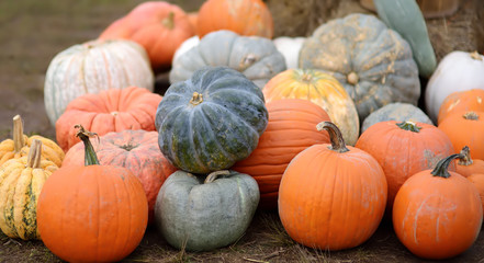 Giant heap of fresh large healthy bio pumpkins on agricultural farm at autumn.