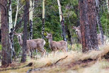 Wilderness Mule Deer