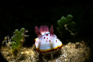 Risbecia Odhner nudibranch with high details black background