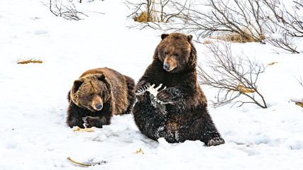 Grizzly Bear Chewing on a Bone in the snow