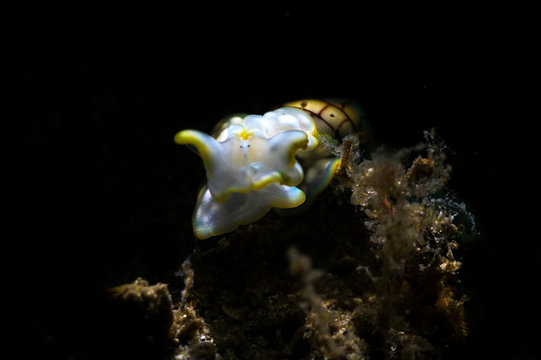 A beautiful shot of a Miniature Melo or bubble snail with black background