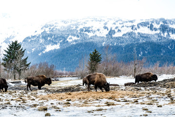 Bison in the snow in Alaska