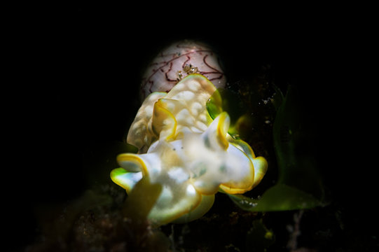 A beautiful shot of a Miniature Melo or bubble snail with black background