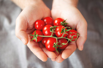 Hands holding home grown oranic cherry tomatoes