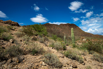 Desert mountains valley and saguaro cactus with blue sky and clouds in Tucson, Arizona