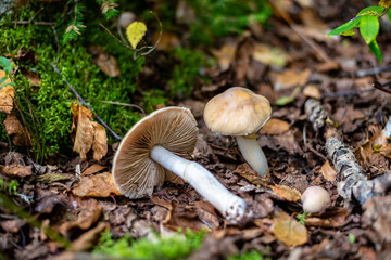 Different types of mushrooms in the forest