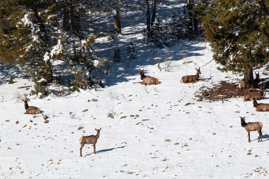 Elk in May Snow