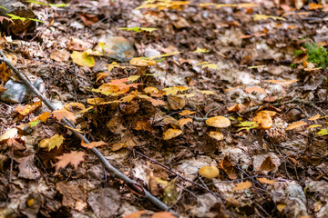 Different types of mushrooms in the forest