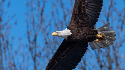A close encounter with an American Bald Eagle.
