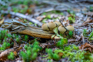 Puffball Mushroom in the forest