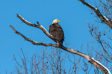 A male American Bald Eagle perched on a snowy branch.