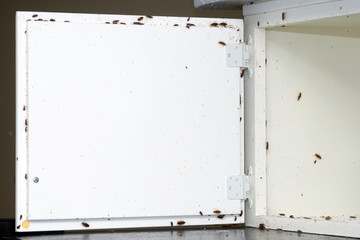 A lot of cockroaches are sitting on a white wooden shelf.The German cockroach (Blattella...