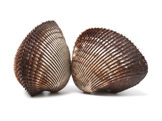 scapharca subcrenata on white background