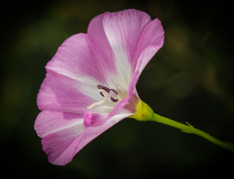 Ackerwinde
