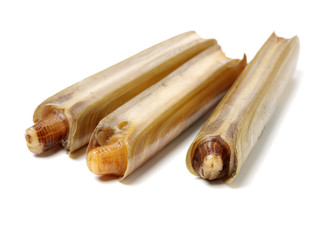 Razor clams isolated on white background.