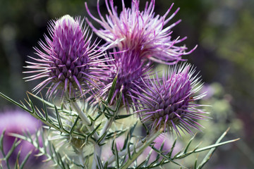 Purple thistle flowers close-up at a sunny day