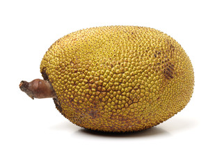Giant jackfruit on white background