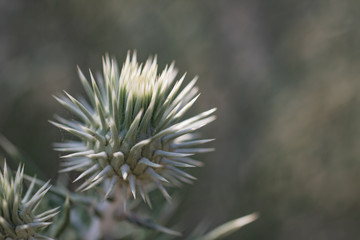 close up of thistle flower