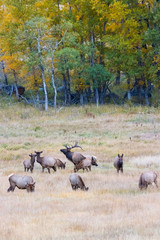 Elk Herd on a Beautiful Rocky Mountain Evening