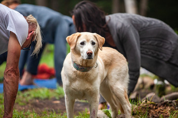 Diverse people enjoy spiritual gathering A beautiful golden retriever dog is seen looking straight into the camera as a group of people practice shamanic exercises outdoors in nature.