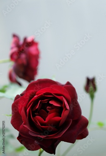 シックな色のバラの花 赤い薔薇 白背景 Wall Mural Yurisyan