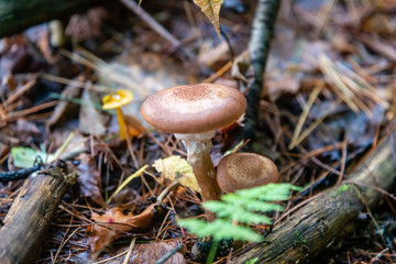 Honey mushrooms in the forest 