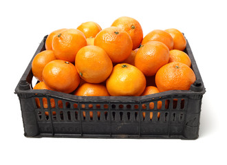 Orange fruit on the white background