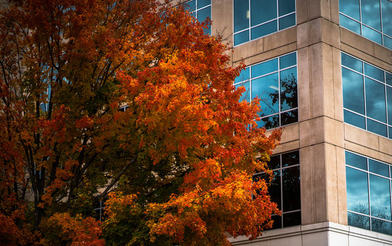 orange leaves and tree with blue windowed building