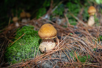 Honey mushrooms in the forest 