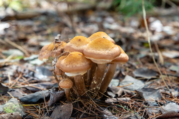 Honey mushrooms in the forest 