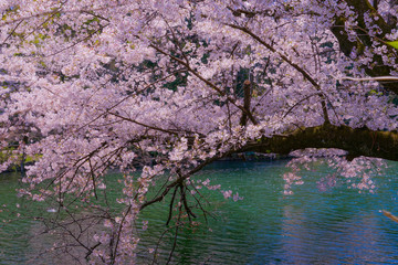 Obraz na płótnie Canvas 井の頭公園の満開の桜
