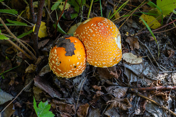 The fly agaric or fly amanita