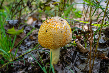 The fly agaric or fly amanita