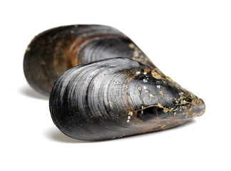 Fresh mussel on white background