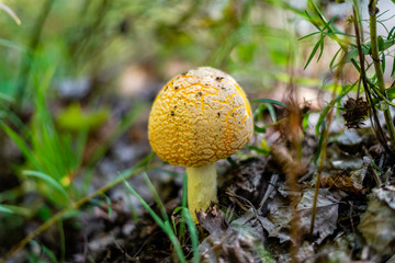 The fly agaric or fly amanita