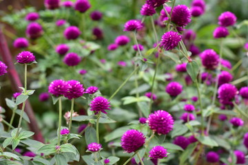 flowers in the garden