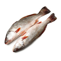 Fresh fish on white background