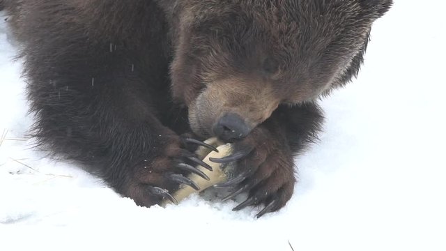 Grizzly Bear Chewing on a Bone in the snow