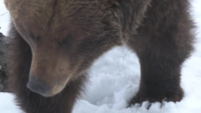 Grizzly Bears in the Snow in Alaska