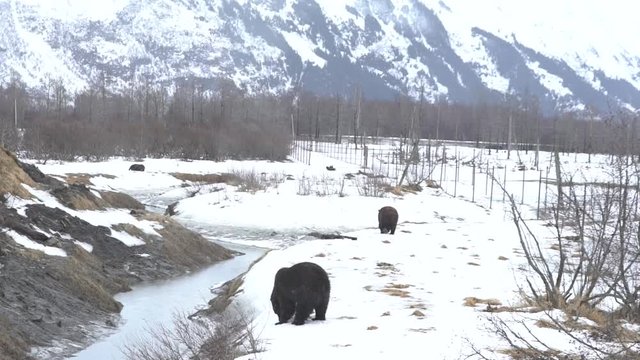 Grizzly Bears in the Snow in Alaska