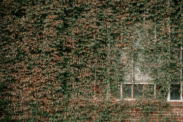  Ivy on the wall of the house. Autumn leaves ivy on the vintage windows. Red, yellow and green leaves. 