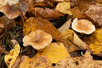 Macro picture of light brown yellow mushrooms growing on forest floor surrounded by fall leaves.