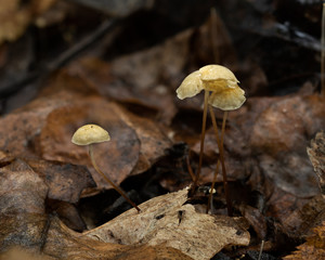 Macro picture of delicate pale yellow mushrooms growing on forest floor surrounded by fall leaves.