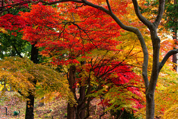 秋の紅葉した落葉樹