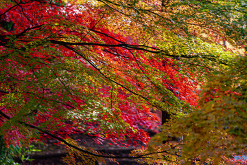 秋の紅葉した落葉樹