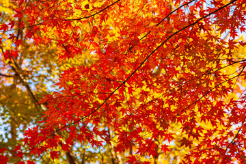 秋の紅葉した落葉樹