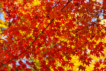 秋の紅葉した落葉樹
