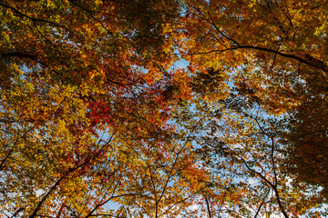 秋の紅葉した落葉樹